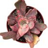 Echeveria Rose Rock Variegata