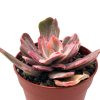 Echeveria Rose Rock Variegata