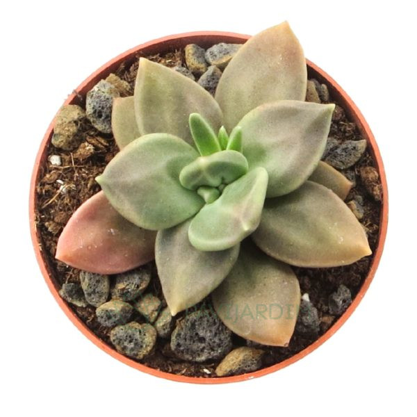 Echeveria Xichuensis