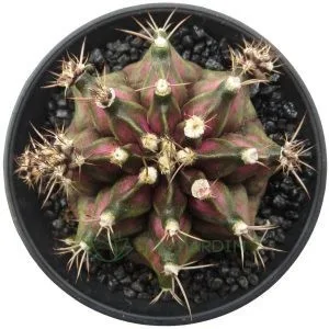 Gymnocalicium T-Rex Variegata