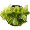 Echeveria Sunset Peony Variegata Cristata