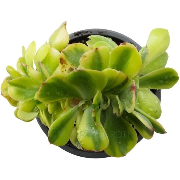 0199C Echeveria Sunset Peony Variegata Cristata Echeveria Sunset Peony Variegata Cristata