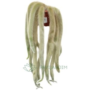 Hildewintera Colademononis XL (Rabo de macaco)