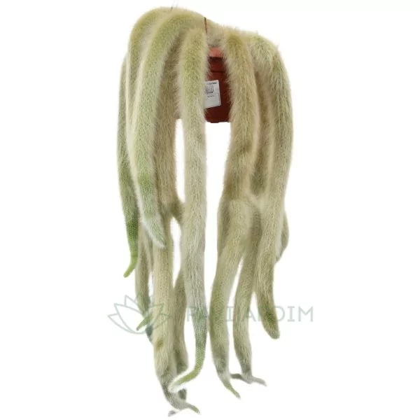 C043 Hildewintera Colademononis XL (Rabo de macaco) Hildewintera Colademononis XL (Rabo de macaco)