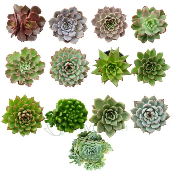 Design sem nome (1) Pack de Echeverias Resistentes ao Frio