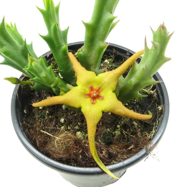 Stapelia Caudata X Divaricata Stapelia Caudata X Divaricata