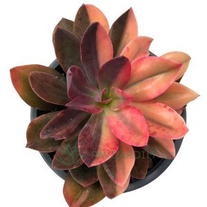 Echeveria Hanaikada Variegata