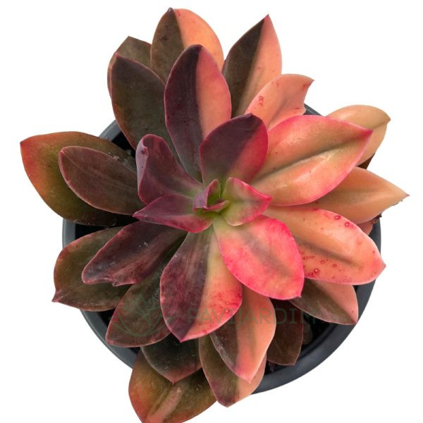 Echeveria Hanaikada Variegata Echeveria Hanaikada Variegata