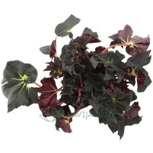 Begonia Black Fang