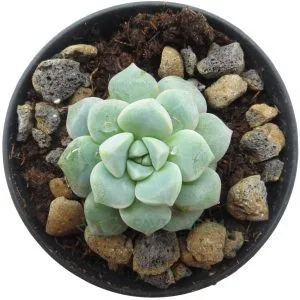 Cremneria Expatriata