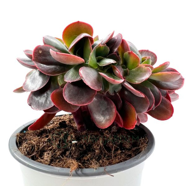 Echeveria gibbiflora Cristata Echeveria gibbiflora Cristata