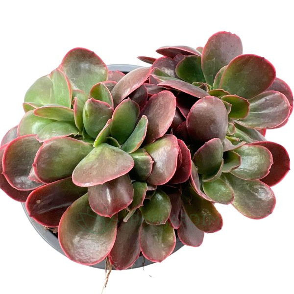 Echeveria gibbiflora Cristata Echeveria gibbiflora Cristata