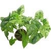 Syngonium