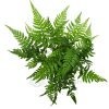 Athyrium