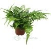 Athyrium