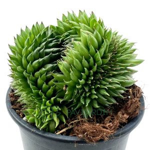 Sempervivum Pelorum Cristata