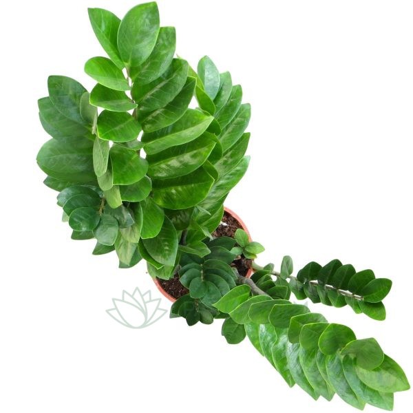 Zamioculca Zamiifolia XL Zamioculca Zamiifolia XL