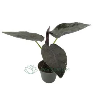 Alocasia Baginda Antoro Velvet
