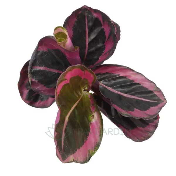 Calathea Pink Princess