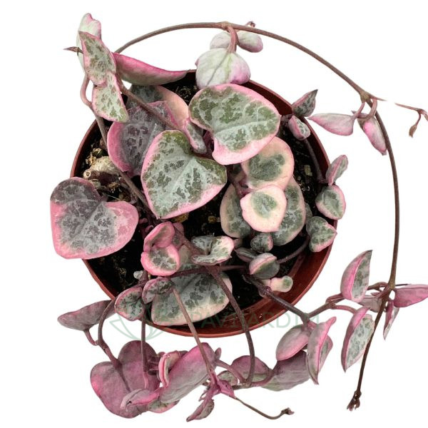 Ceropegia Woodii Variegata