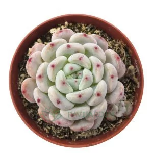 Echeveria Cuspidata Hibrida