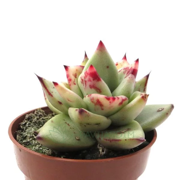 Echeveria Lipstick Variegata 1