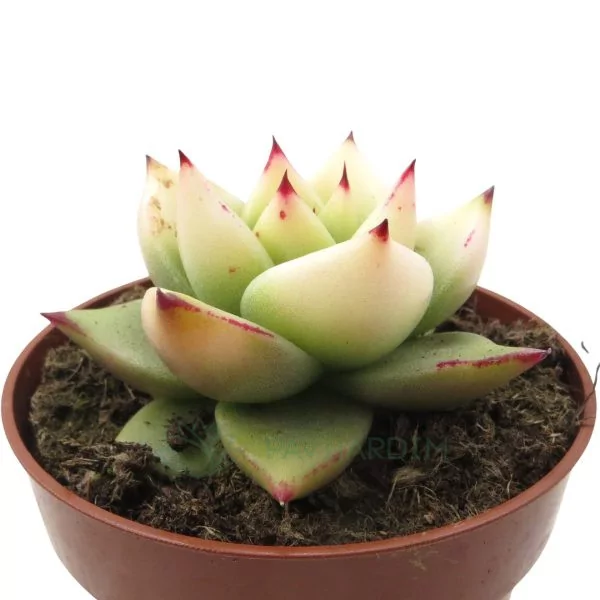 Echeveria Lipstick Variegata 3