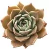 echeveria penelope