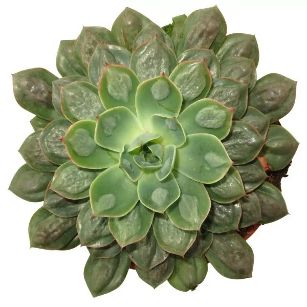 Echeveria Raindrops XL Echeveria Raindrops XL