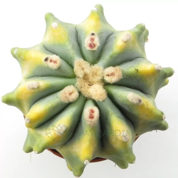 Ferocactus Glaucescens Variegata
