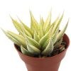 Haworthia Spider Variegata