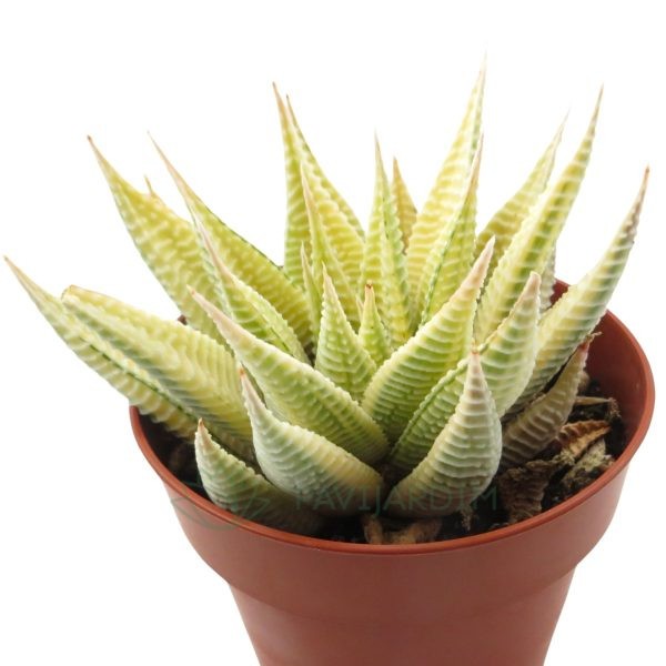 Haworthia Spider Variegata (2) Haworthia Spider Variegata