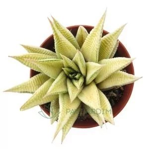 Haworthia Spider Variegata
