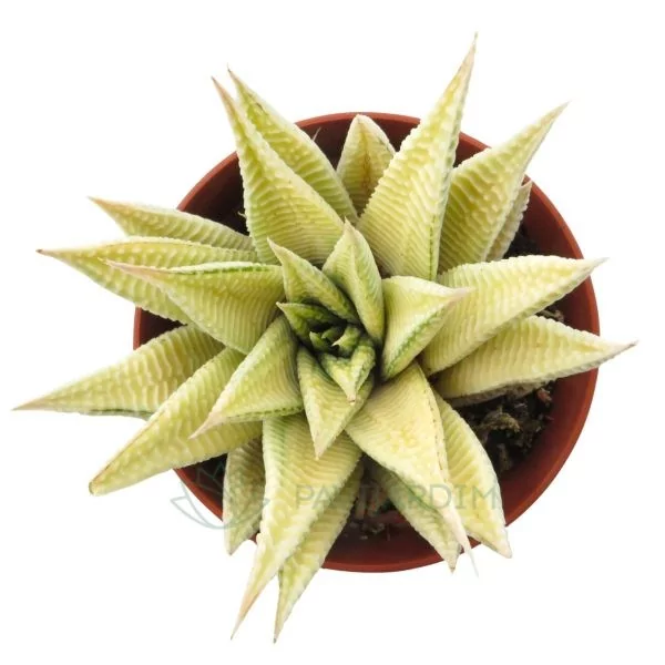 Haworthia Spider Variegata Haworthia Spider Variegata