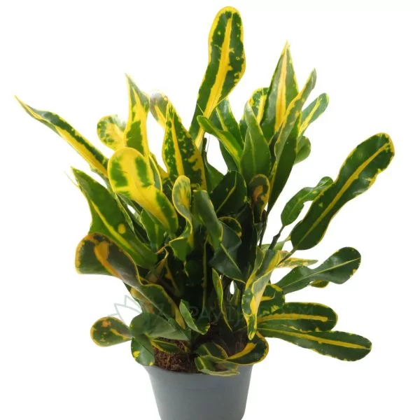 IMG_1334 Croton yellow Mammi