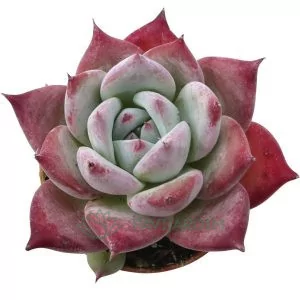 Encheveria Colorata Roof
