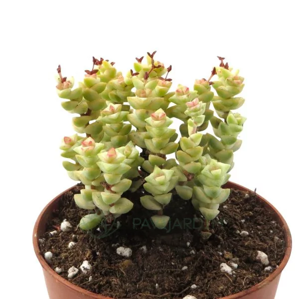 IMG_1375 Crassula Tom Thumb Variagata
