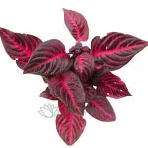 Iresine herbshii Rich Redstar