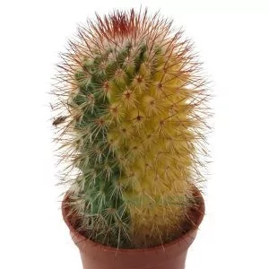Mammilaria Microhelia Variegata
