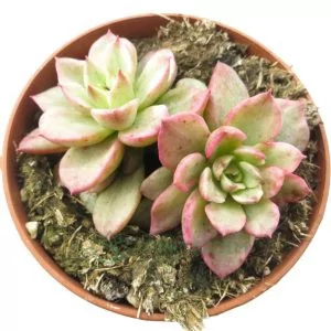 Sedeveria Rolly Monstruosa