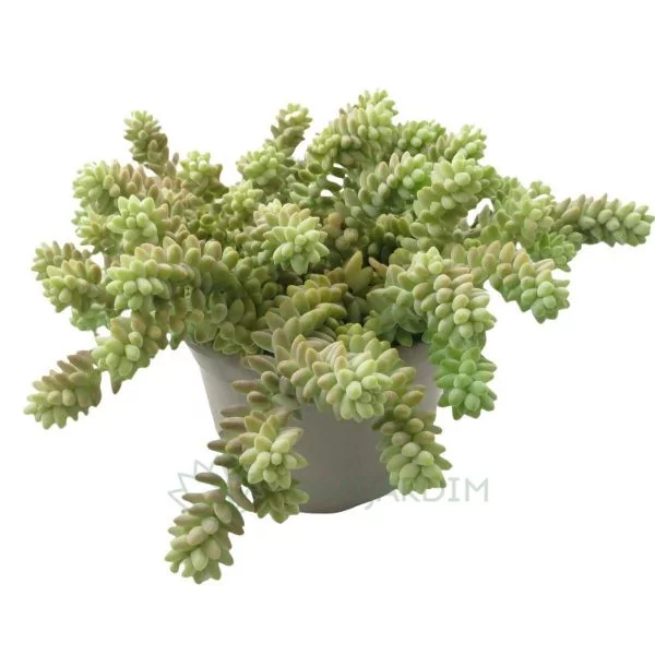 Sedum Morganianum (burrito) XL Sedum Morganianum (burrito) XL