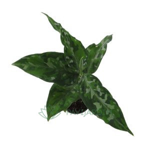 Aglaonema Araceae