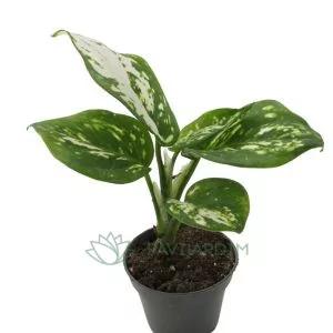 aglaonema araceae snowflake