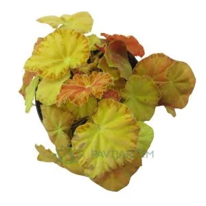 begonia amber love