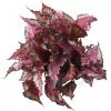 Begonia Rex 'Spitfire'