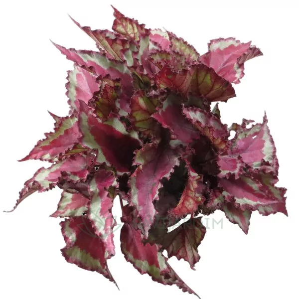 Begonia Rex 'Spitfire'
