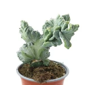 myrtillocactus geometrizans cristata enxertado