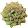 Pachyveria Ruth