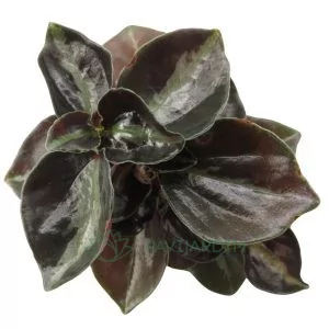 Peperomia Colombiana