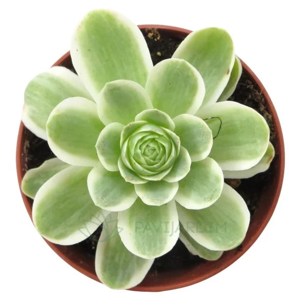 Aeonium Greenovia Aurea Variegata Aeonium Greenovia Aurea Variegata
